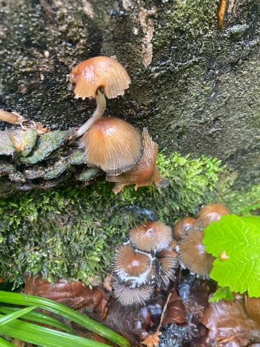 Coprinellus