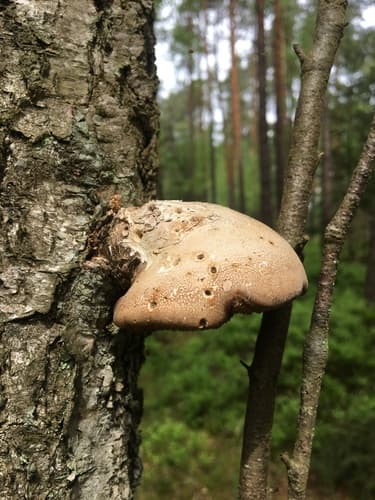 Białoporek brzozowy