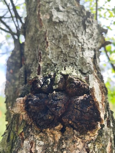 Błyskoporek podkorowy