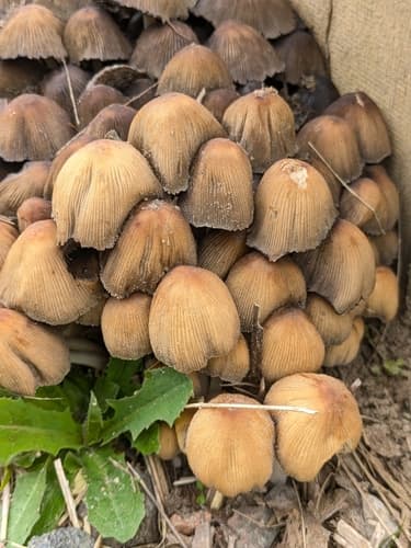Coprinellus
