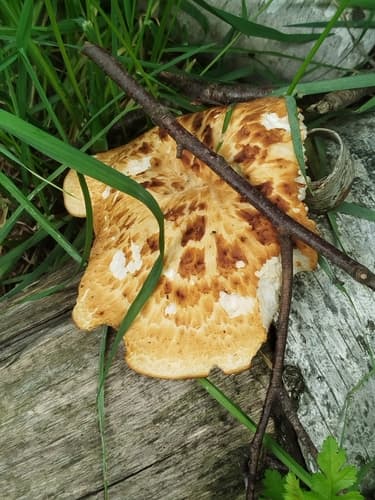 Żagiew guzowata