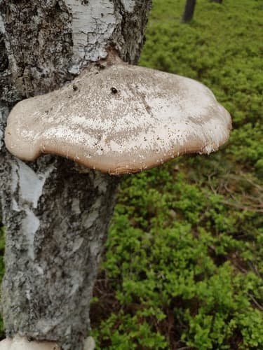 Białoporek brzozowy
