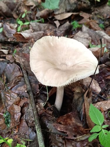 Pieczarniaki