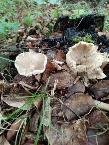 Megacollybia