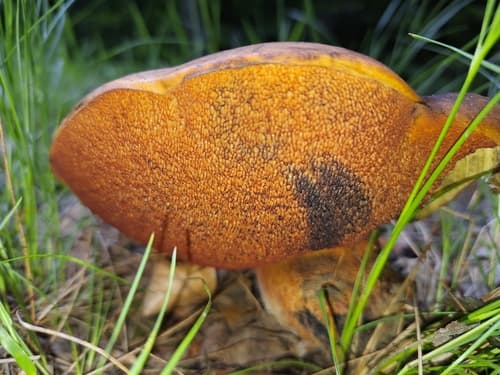 krasnoborowik ceglastopory