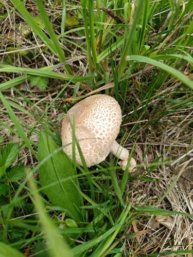 Czubajka