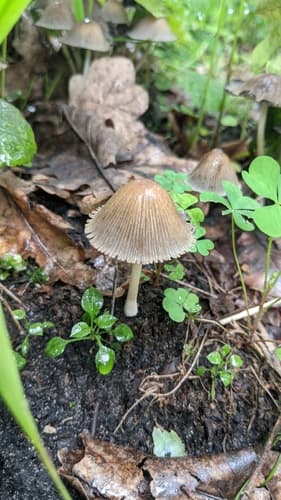 Micacei