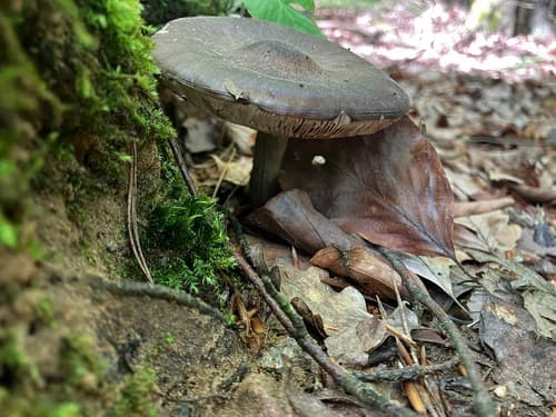 Pluteus