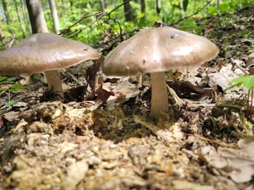 Pluteus