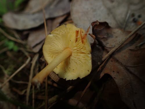 Omphalotaceae