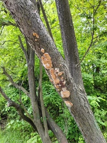 Guzoczyrka rozpostarta