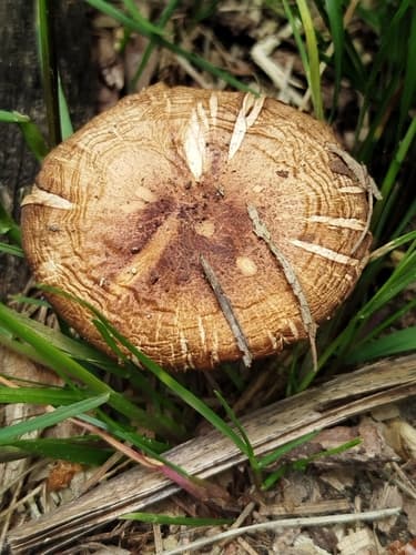 Drobnołuszczak jeleni