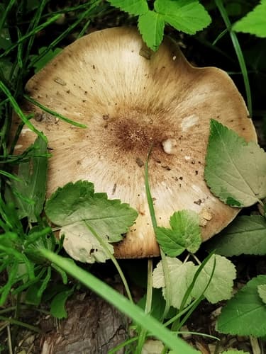 Drobnołuszczak jeleni