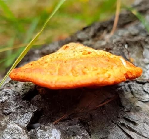 Gęstoporek cynobrowy