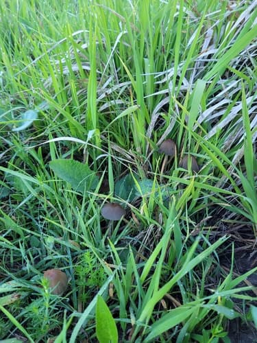 Parasola auricoma