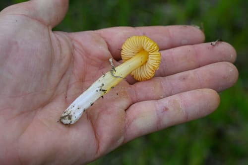 Wilgotnica ostrostożkowata