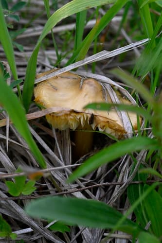 Wilgotnica ostrostożkowata