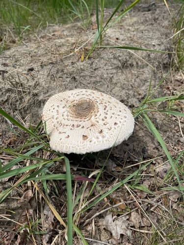 Czubajka kania