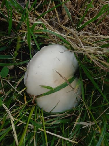 Pieczarka