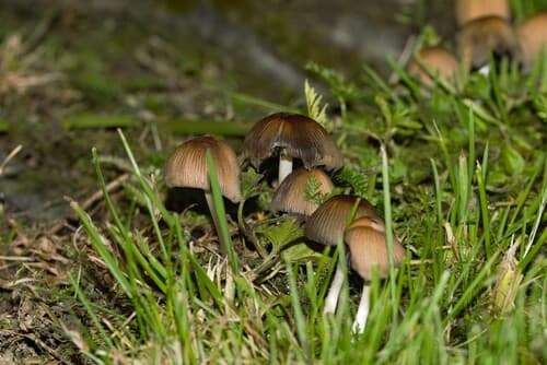 Micacei