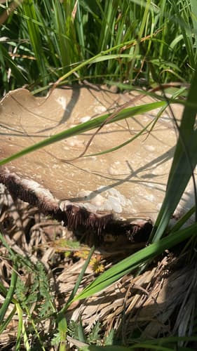 Agaricineae
