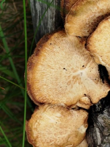 Twardziak włosistobrzegi