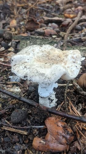 Muchomor cytrynowy