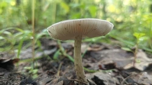 Pluteus