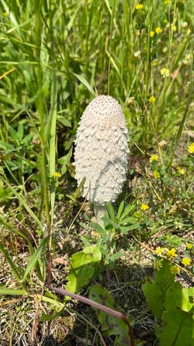 Czernidłak kołpakowaty