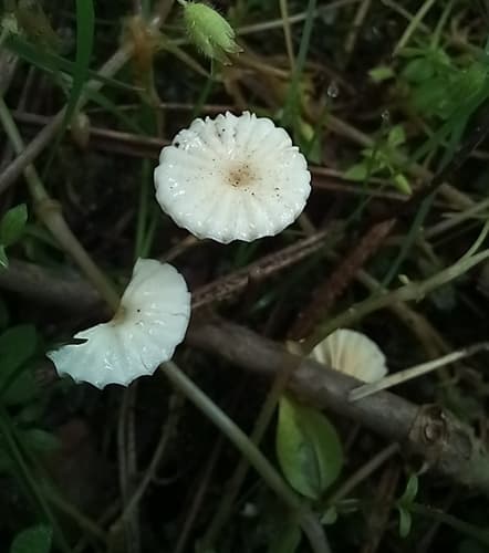 Twardzioszek obrożowy