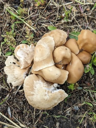 Kruchaweczka zaroślowa