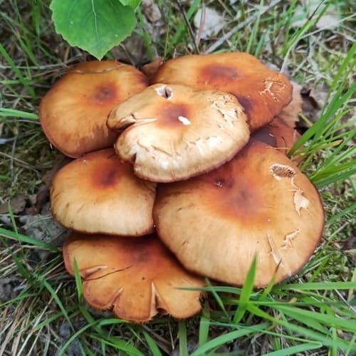 Łuskwiak zmienny