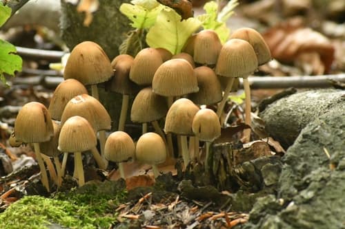 Micacei