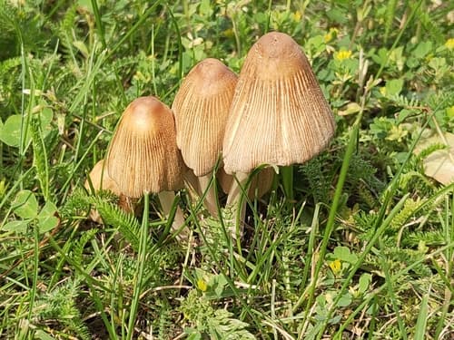 Coprinellus