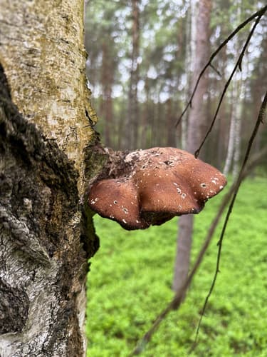 Białoporek brzozowy