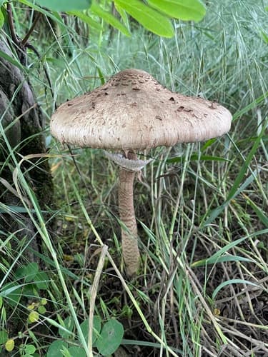Czubajka kania