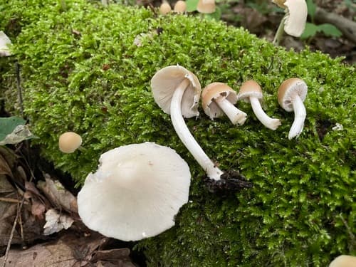 Candolleomyces