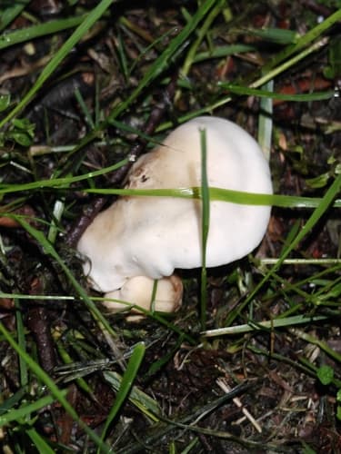 Gęśnica wiosenna