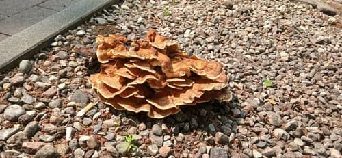 Wrośniak strefowany