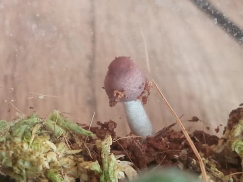 Leucocoprinus ianthinus