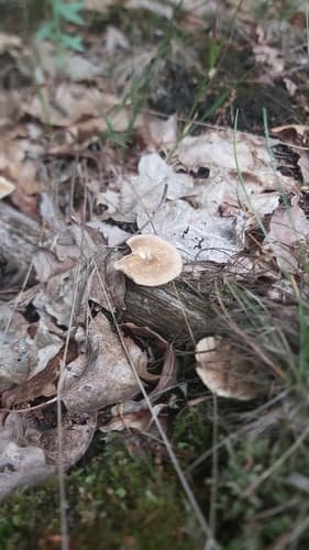 Twardziak włosistobrzegi