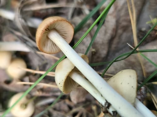 Protostropharia semiglobata