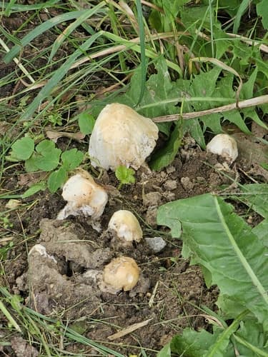 Gęśnica wiosenna