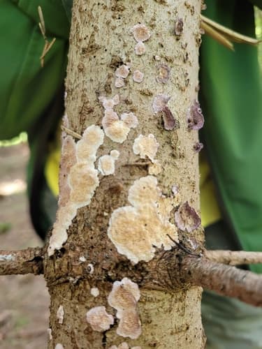 Steccherinum nitidum