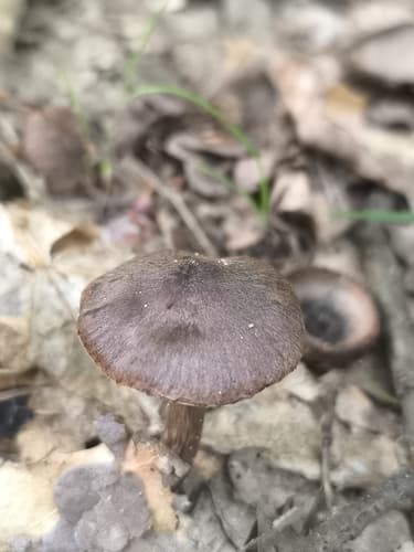 Inocybaceae