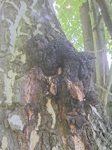 Błyskoporek podkorowy