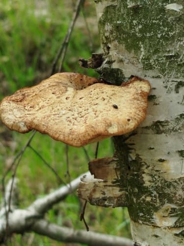 Białoporek brzozowy