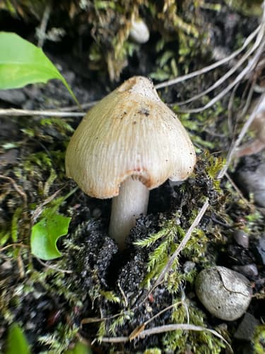Inocybaceae