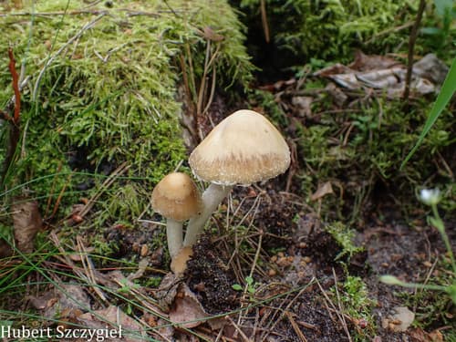 Kruchaweczka zaroślowa
