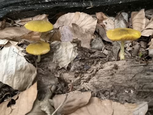 Pluteus leoninus